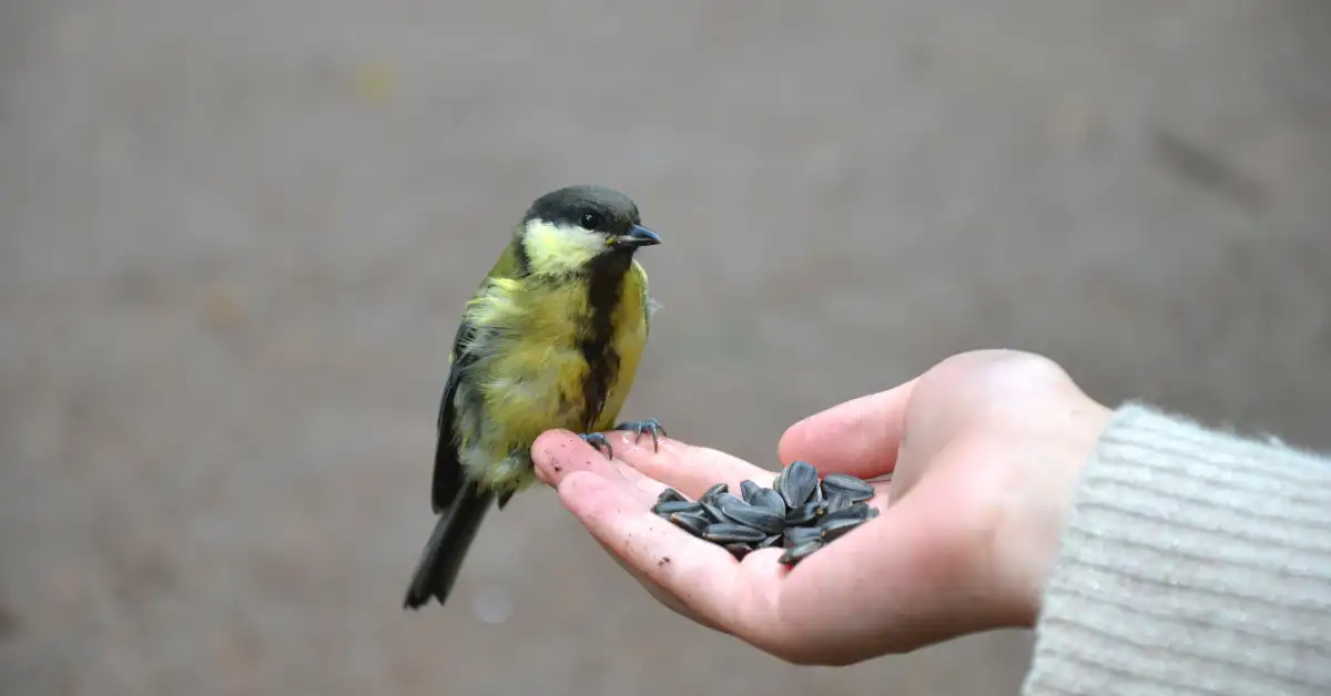 Small bird eating seeds from an outstretched human hand